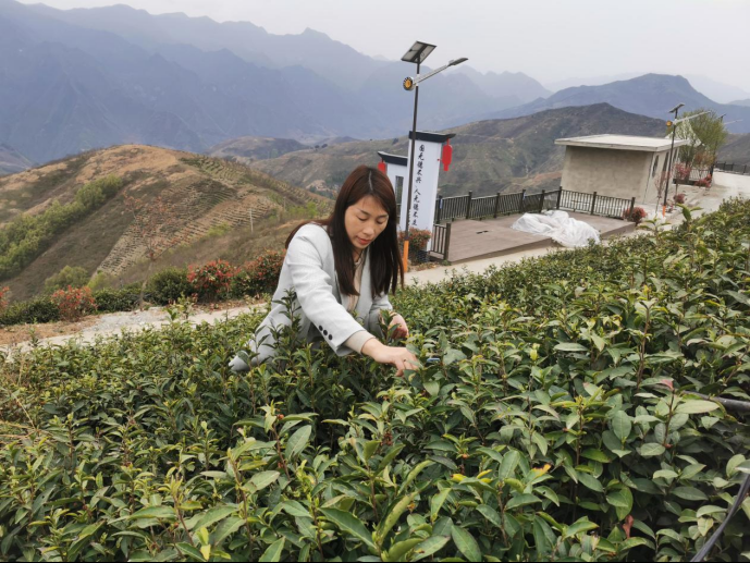 陜西廣電融媒體集團(tuán)農(nóng)林衛(wèi)視助力陜西茶區(qū)“以茶興業(yè)，以茶富民”